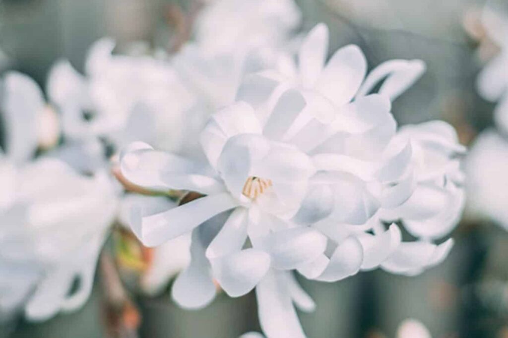 flores-blancas